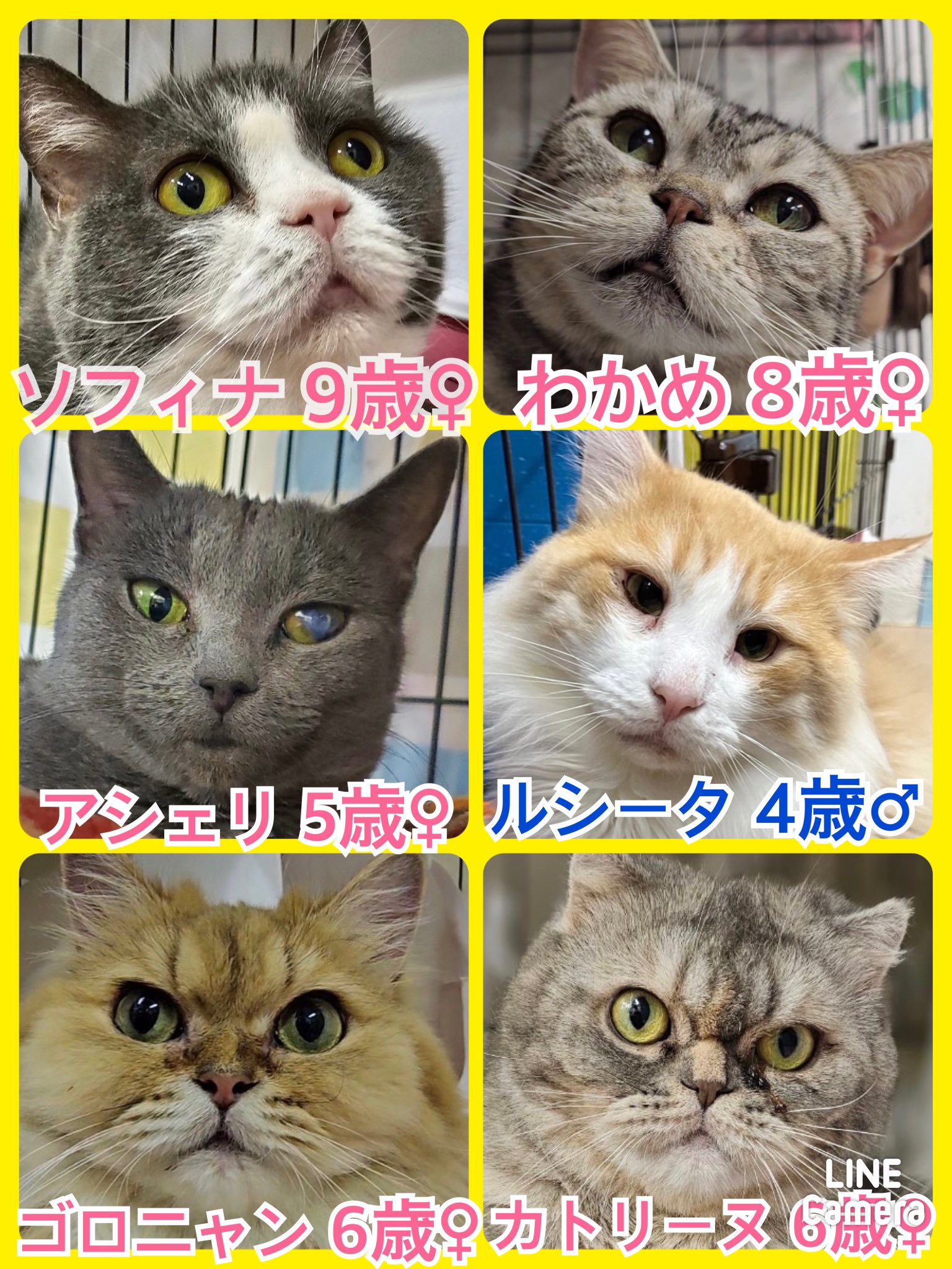 🐾今日の里親様募集中ニャンコ🐱メンバーです🐾2023,11,14【保護犬カフェ天神橋店】